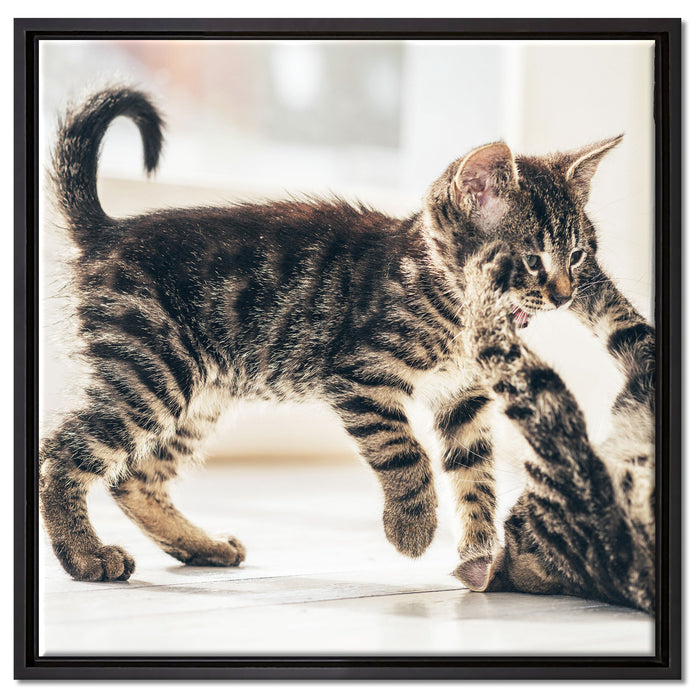 Fighting Cats auf Leinwandbild Quadratisch gerahmt Größe 60x60