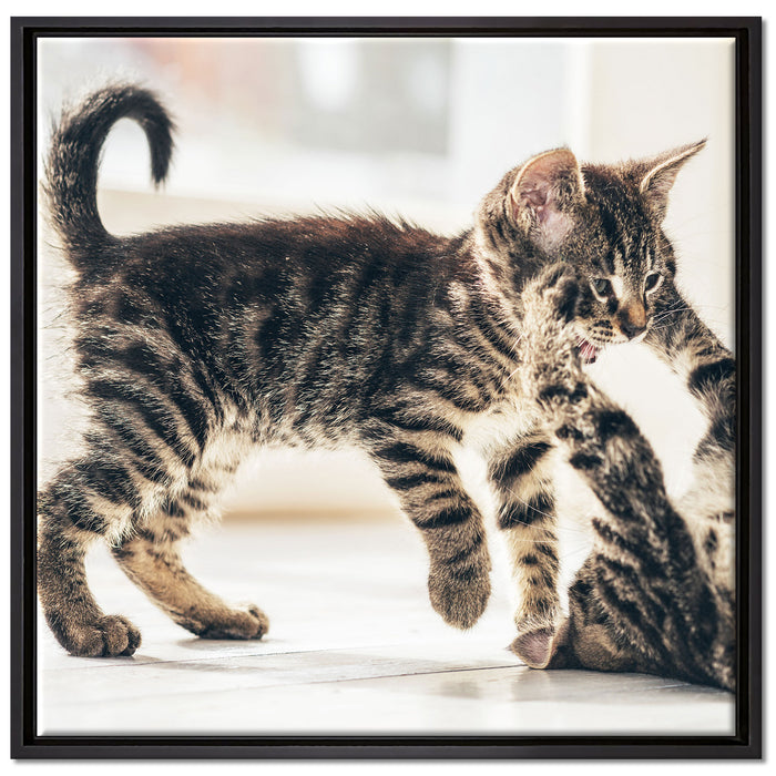 Fighting Cats auf Leinwandbild Quadratisch gerahmt Größe 70x70