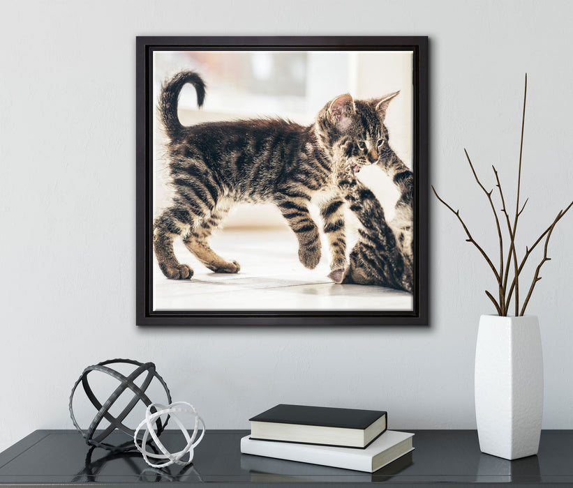 Fighting Cats  auf Leinwandbild Quadratisch gerahmt mit Kirschblüten