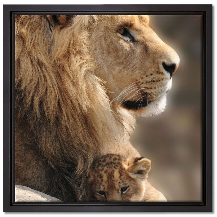 Löwe mit Löwenbaby auf Leinwandbild Quadratisch gerahmt Größe 40x40