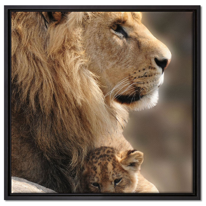 Löwe mit Löwenbaby auf Leinwandbild Quadratisch gerahmt Größe 60x60