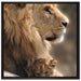 Löwe mit Löwenbaby auf Leinwandbild Quadratisch gerahmt Größe 70x70