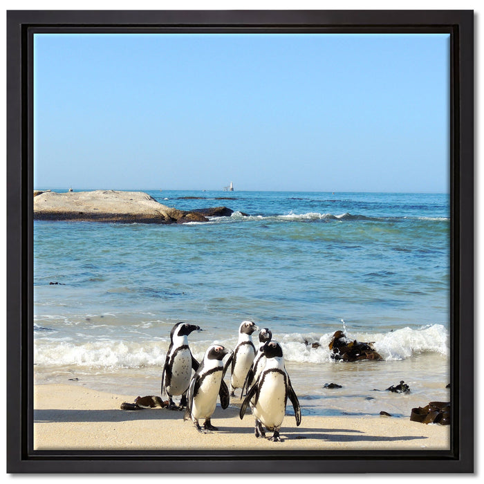 Pinguine am Strand auf Leinwandbild Quadratisch gerahmt Größe 40x40