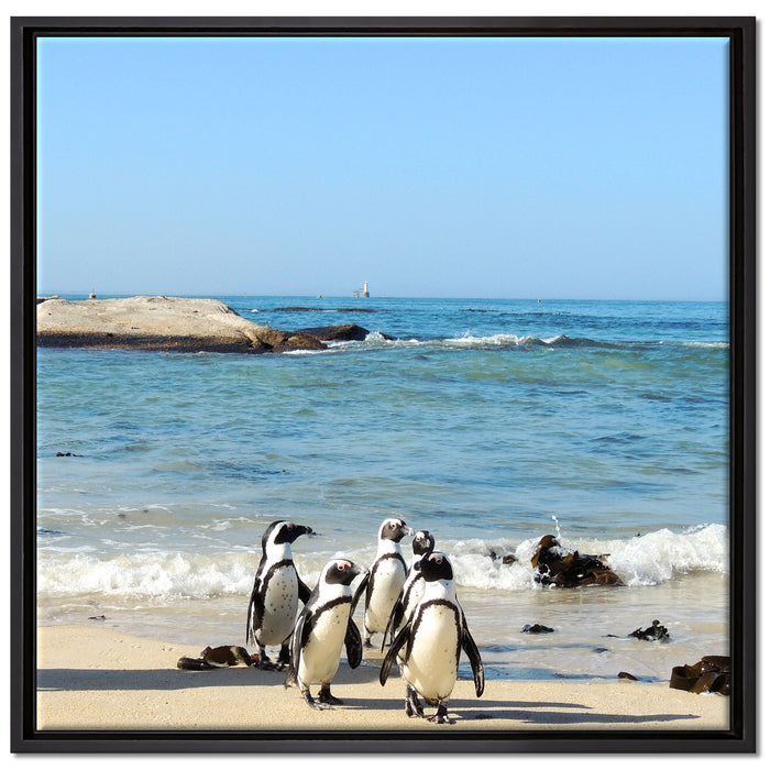 Pinguine am Strand auf Leinwandbild Quadratisch gerahmt Größe 70x70