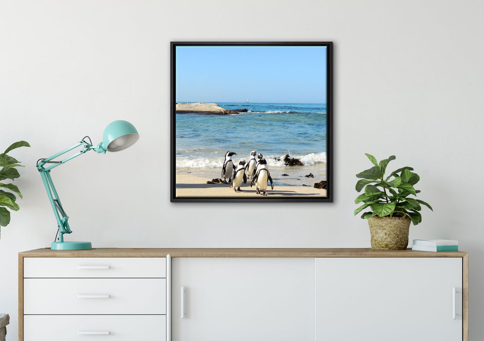 Pinguine am Strand auf Leinwandbild gerahmt Quadratisch verschiedene Größen im Wohnzimmer