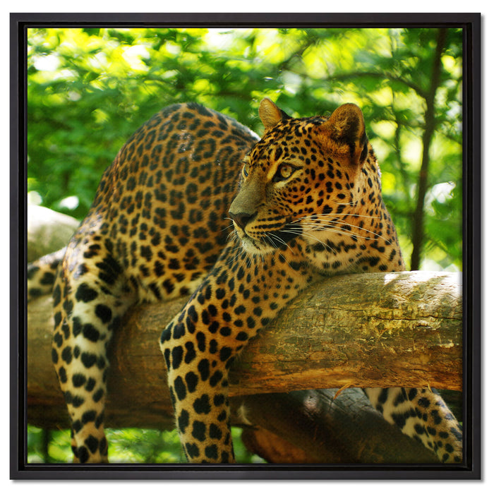 Leopard auf Ast auf Leinwandbild Quadratisch gerahmt Größe 60x60