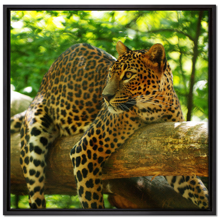 Leopard auf Ast auf Leinwandbild Quadratisch gerahmt Größe 70x70