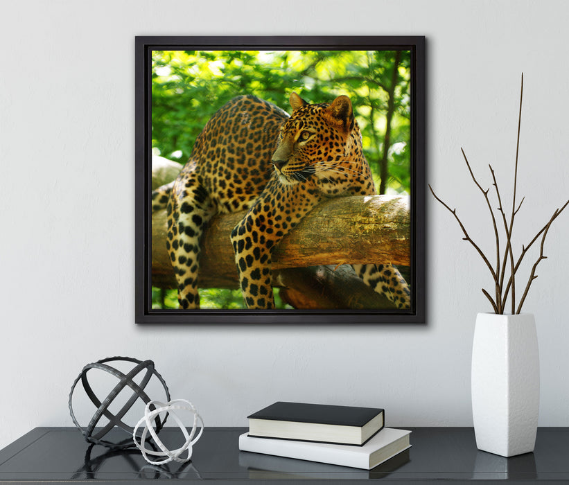 Leopard auf Ast  auf Leinwandbild Quadratisch gerahmt mit Kirschblüten