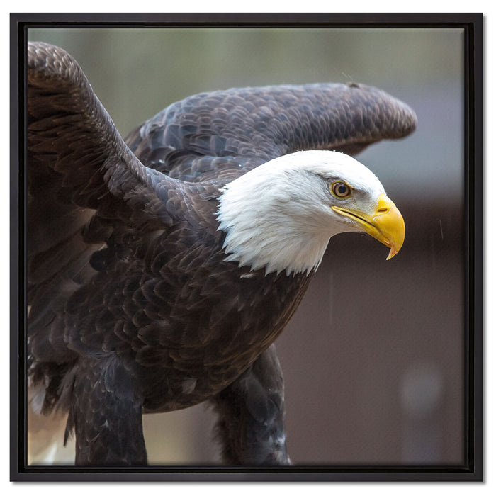 Adler auf Leinwandbild Quadratisch gerahmt Größe 60x60