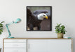 Adler auf Leinwandbild gerahmt Quadratisch verschiedene Größen im Wohnzimmer