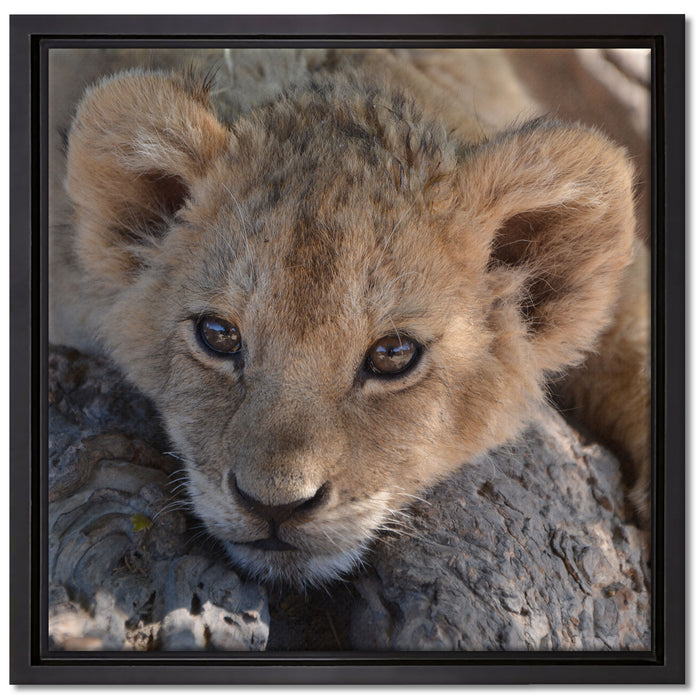 Süßes Löwenbaby auf Leinwandbild Quadratisch gerahmt Größe 40x40