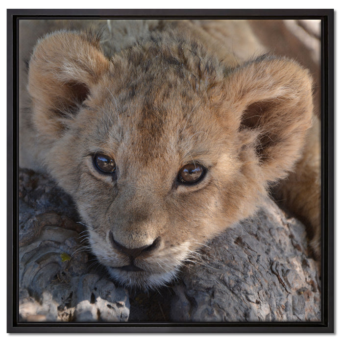 Süßes Löwenbaby auf Leinwandbild Quadratisch gerahmt Größe 60x60