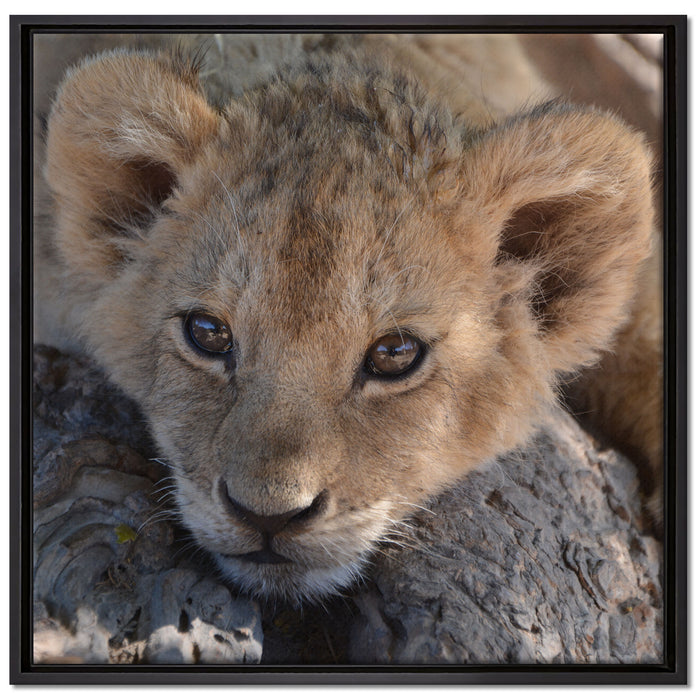 Süßes Löwenbaby auf Leinwandbild Quadratisch gerahmt Größe 70x70