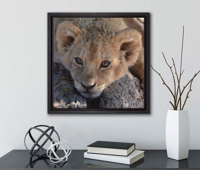 Süßes Löwenbaby  auf Leinwandbild Quadratisch gerahmt mit Kirschblüten
