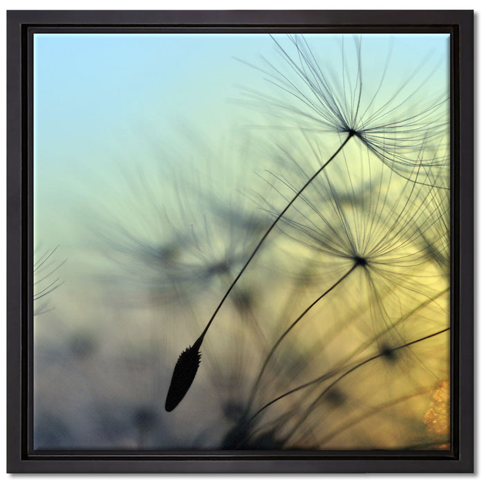 Pusteblumen mit Tautropfen auf Leinwandbild Quadratisch gerahmt Größe 40x40