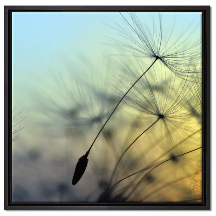 Pusteblumen mit Tautropfen auf Leinwandbild Quadratisch gerahmt Größe 60x60