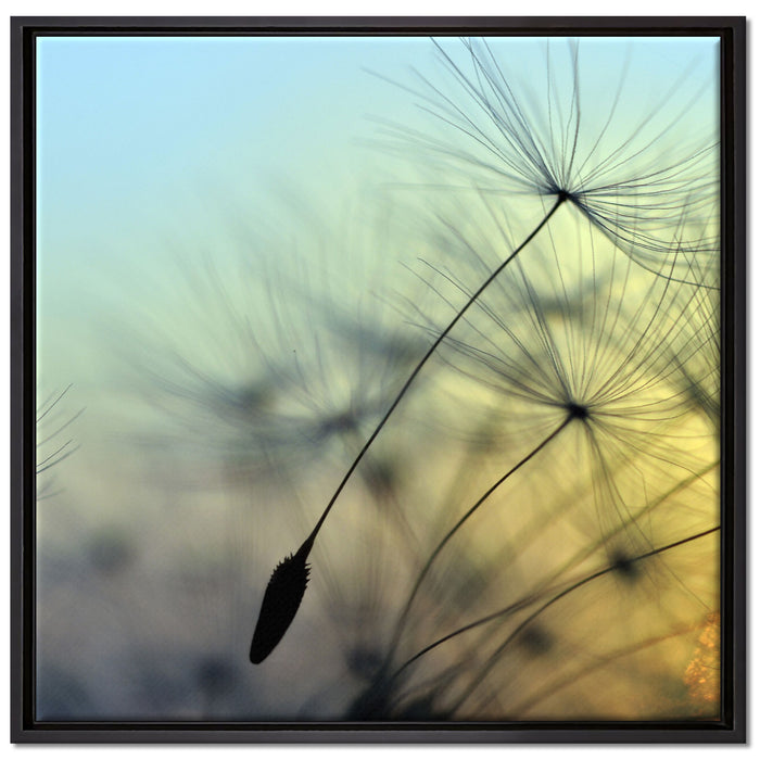 Pusteblumen mit Tautropfen auf Leinwandbild Quadratisch gerahmt Größe 70x70