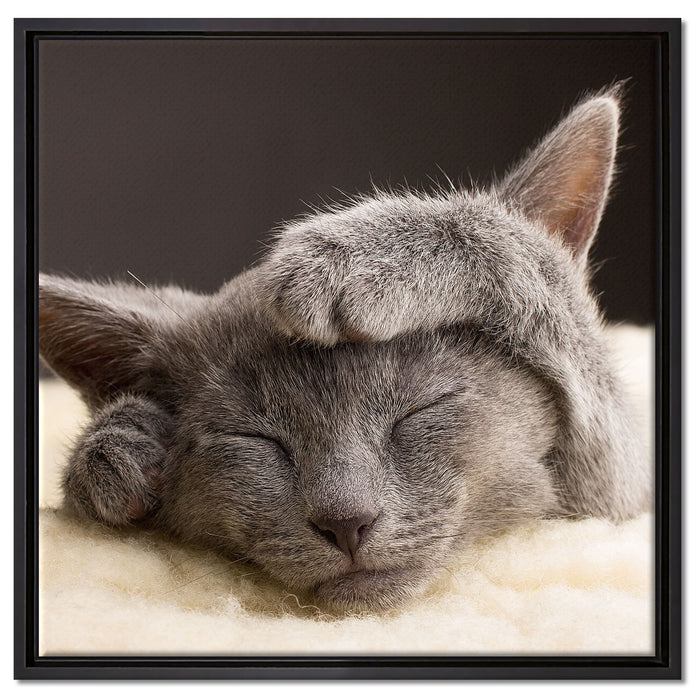 Süßes Kätzchen auf Leinwandbild Quadratisch gerahmt Größe 60x60