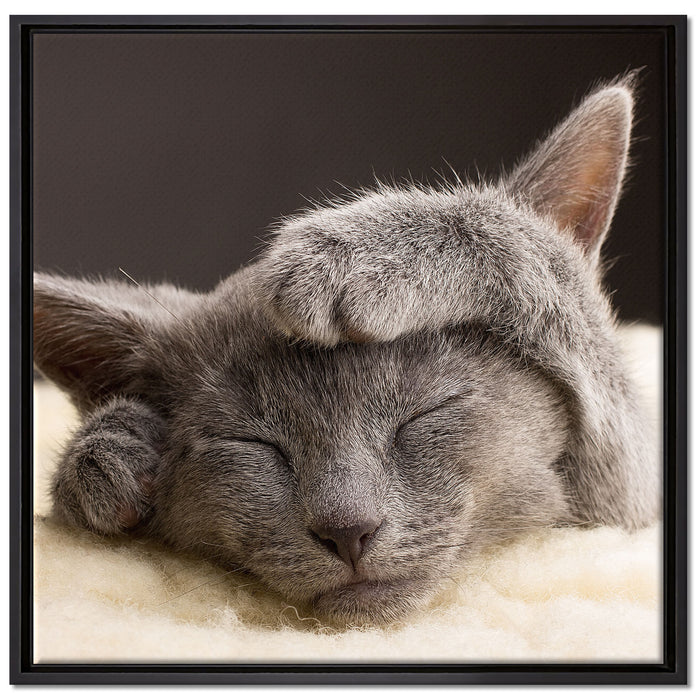 Süßes Kätzchen auf Leinwandbild Quadratisch gerahmt Größe 70x70
