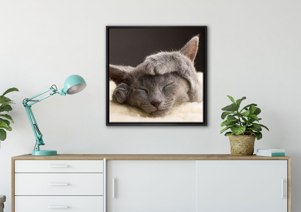 Süßes Kätzchen auf Leinwandbild gerahmt Quadratisch verschiedene Größen im Wohnzimmer