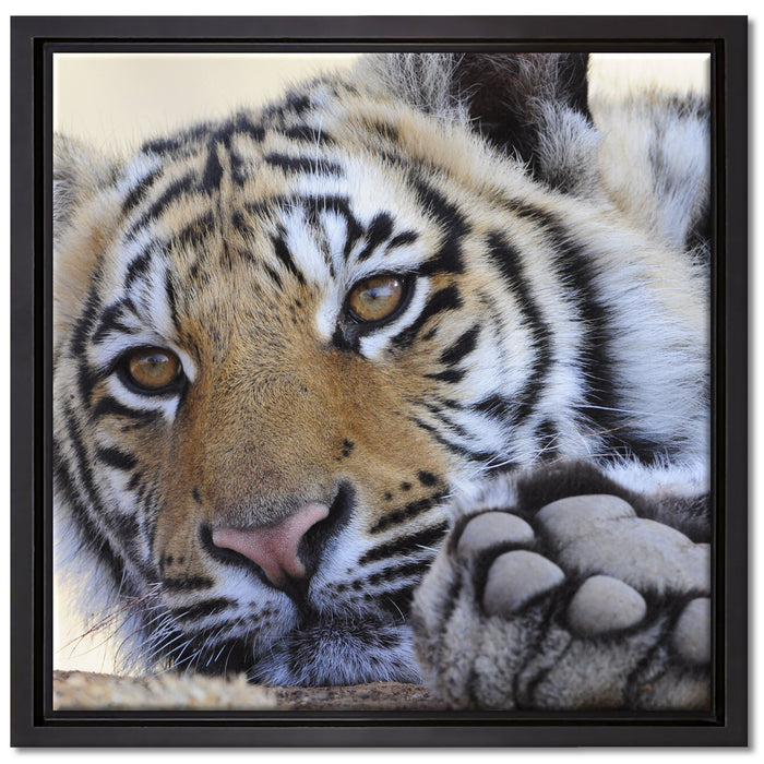 Tiger auf Leinwandbild Quadratisch gerahmt Größe 40x40