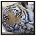 Tiger auf Leinwandbild Quadratisch gerahmt Größe 60x60