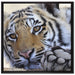 Tiger auf Leinwandbild Quadratisch gerahmt Größe 70x70