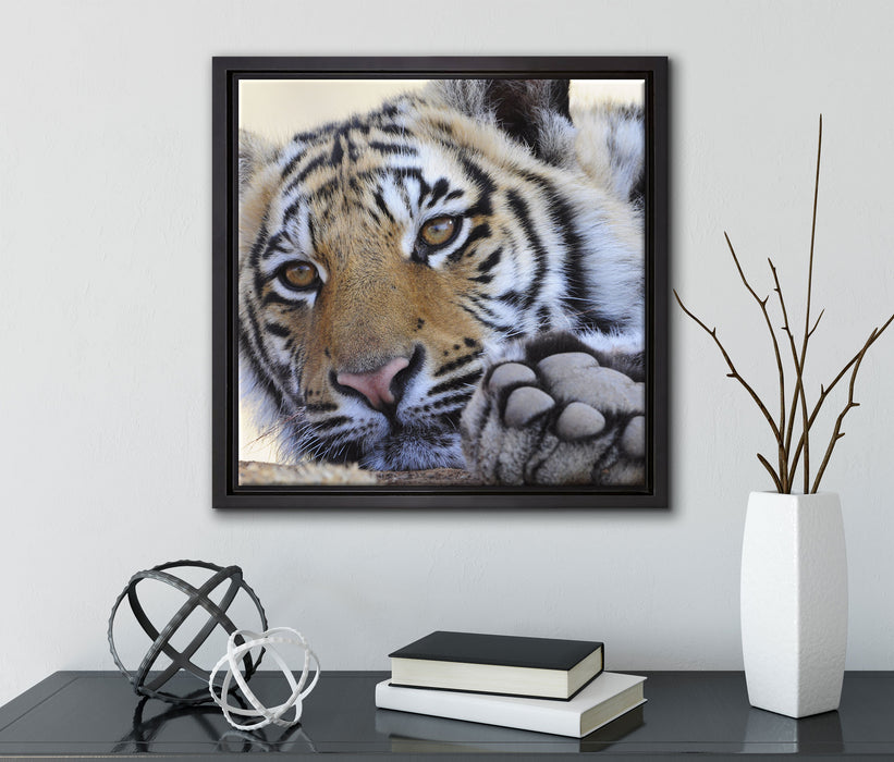 Tiger  auf Leinwandbild Quadratisch gerahmt mit Kirschblüten