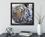 Tiger  auf Leinwandbild Quadratisch gerahmt mit Kirschblüten