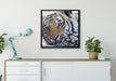 Tiger auf Leinwandbild gerahmt Quadratisch verschiedene Größen im Wohnzimmer