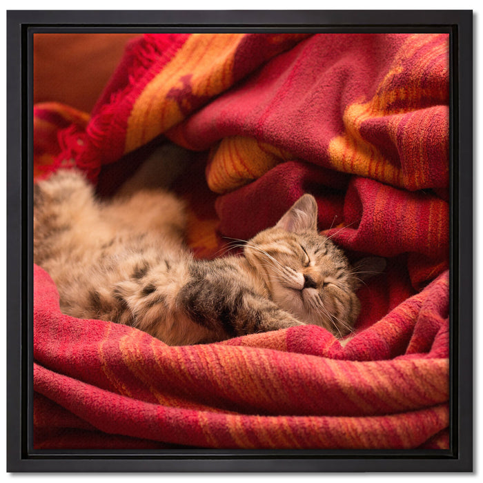 Babykatze auf Leinwandbild Quadratisch gerahmt Größe 40x40
