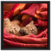Babykatze auf Leinwandbild Quadratisch gerahmt Größe 40x40