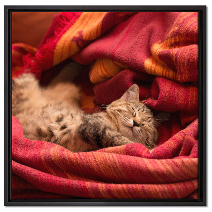 Babykatze auf Leinwandbild Quadratisch gerahmt Größe 60x60