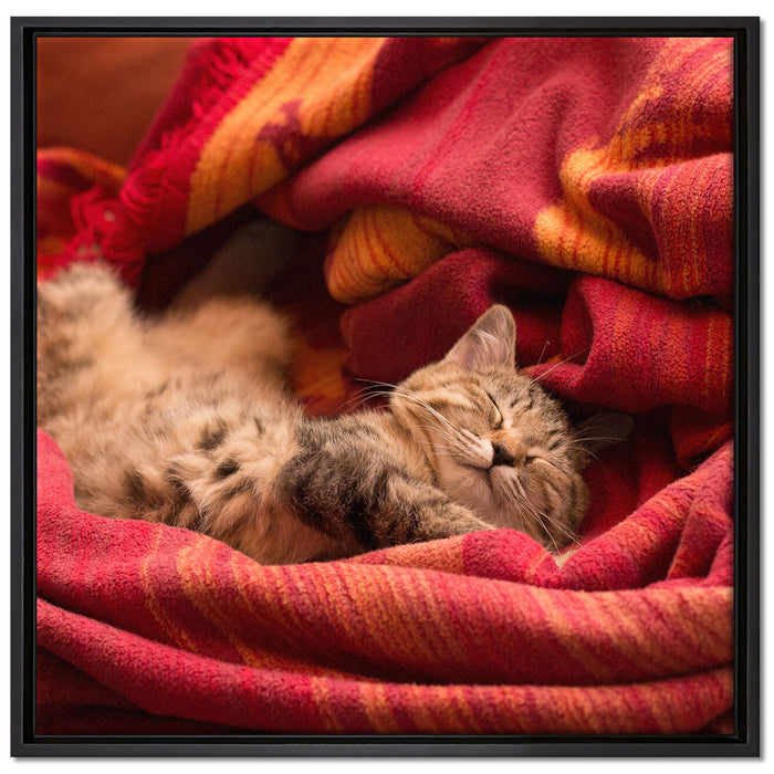Babykatze auf Leinwandbild Quadratisch gerahmt Größe 70x70