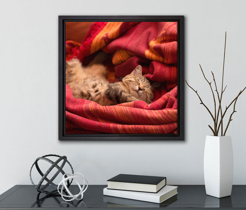 Babykatze  auf Leinwandbild Quadratisch gerahmt mit Kirschblüten