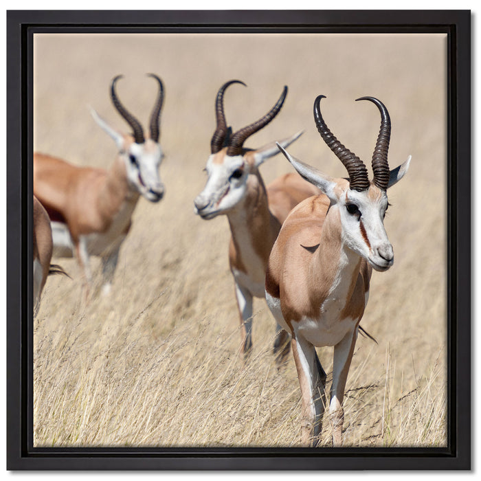 Antilopen in Savanne Afrika auf Leinwandbild Quadratisch gerahmt Größe 40x40