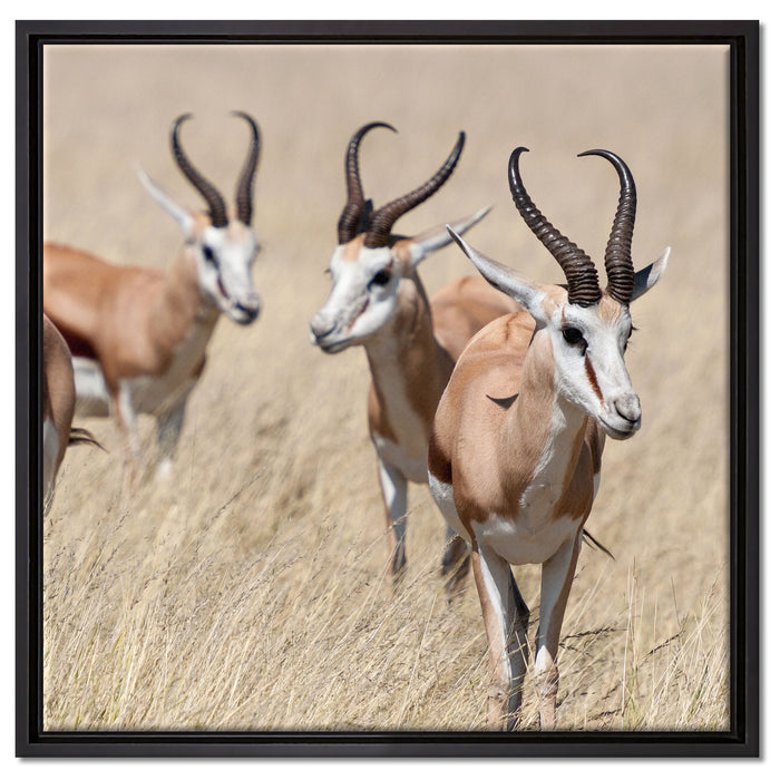Antilopen in Savanne Afrika auf Leinwandbild Quadratisch gerahmt Größe 60x60