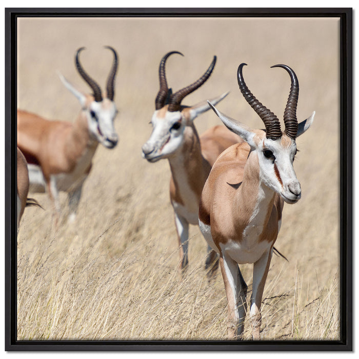 Antilopen in Savanne Afrika auf Leinwandbild Quadratisch gerahmt Größe 70x70