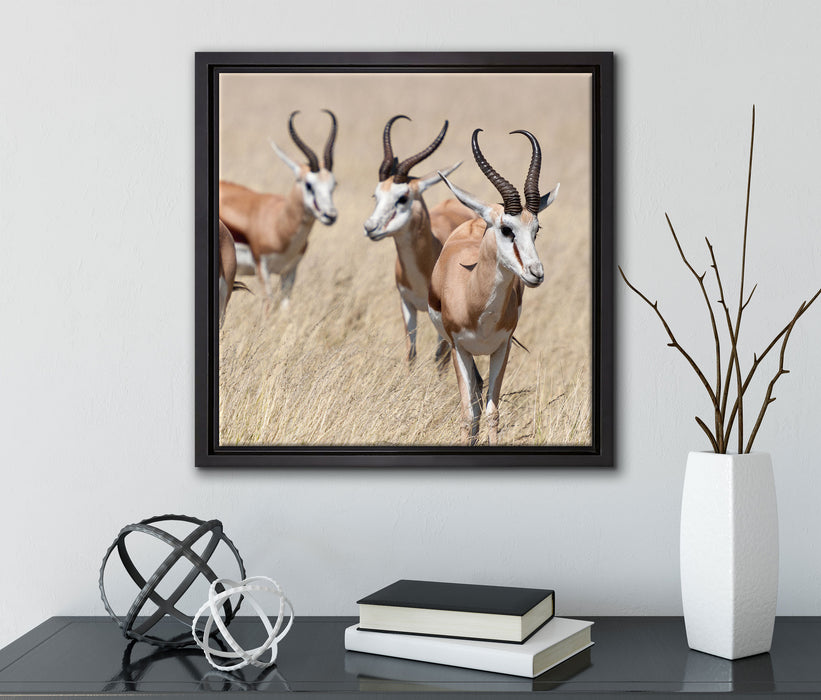 Antilopen in Savanne Afrika  auf Leinwandbild Quadratisch gerahmt mit Kirschblüten