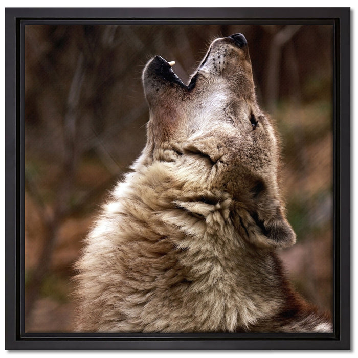 Heulende Wölfe auf Leinwandbild Quadratisch gerahmt Größe 40x40