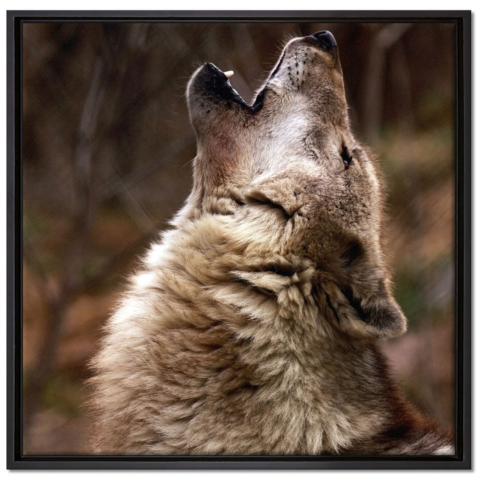 Heulende Wölfe auf Leinwandbild Quadratisch gerahmt Größe 70x70