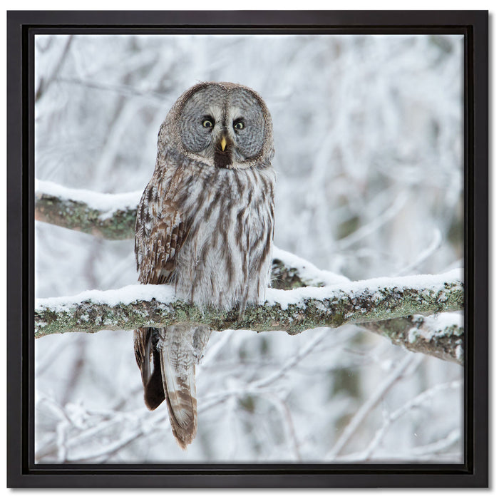 Eule auf Ast auf Leinwandbild Quadratisch gerahmt Größe 40x40