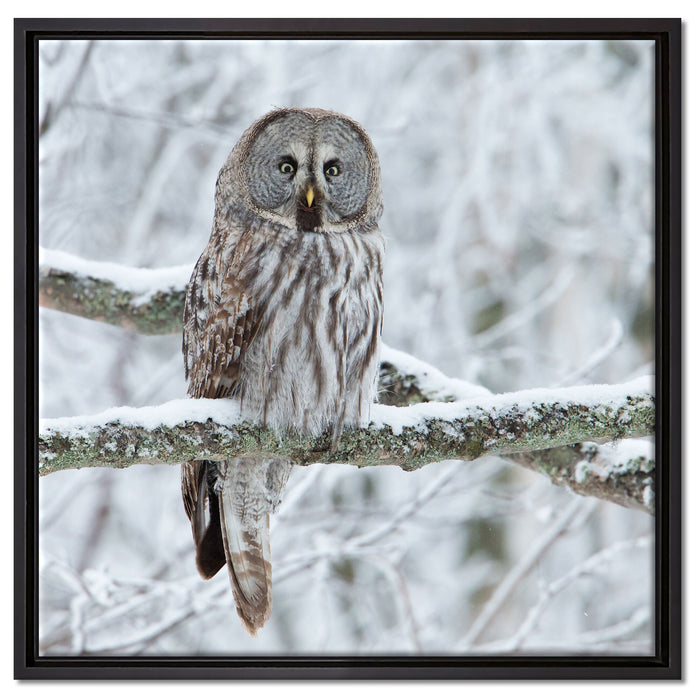 Eule auf Ast auf Leinwandbild Quadratisch gerahmt Größe 60x60