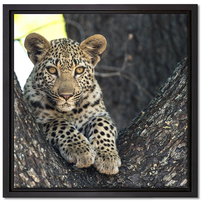 Leopardenbaby auf Leinwandbild Quadratisch gerahmt Größe 40x40