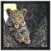 Leopardenbaby auf Leinwandbild Quadratisch gerahmt Größe 40x40