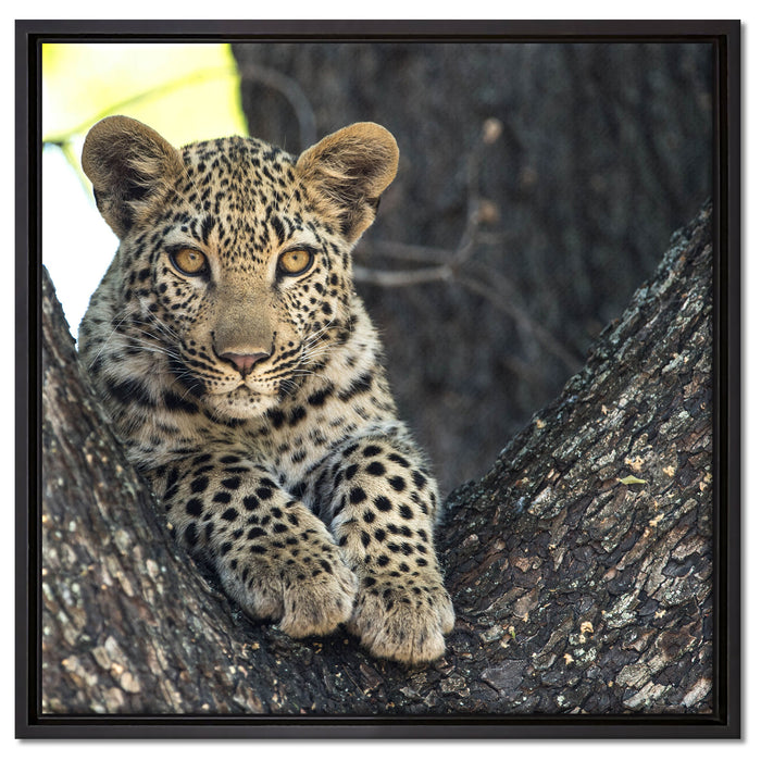 Leopardenbaby auf Leinwandbild Quadratisch gerahmt Größe 60x60