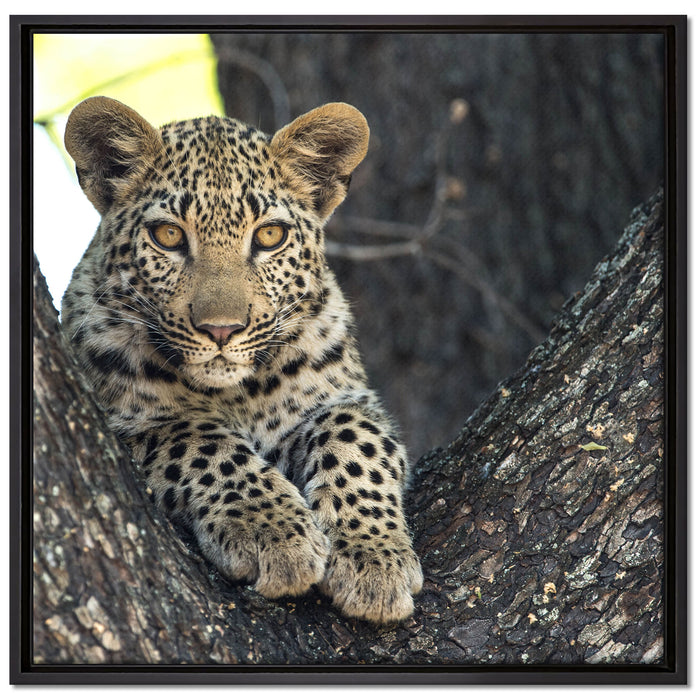 Leopardenbaby auf Leinwandbild Quadratisch gerahmt Größe 70x70