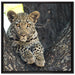 Leopardenbaby auf Leinwandbild Quadratisch gerahmt Größe 70x70