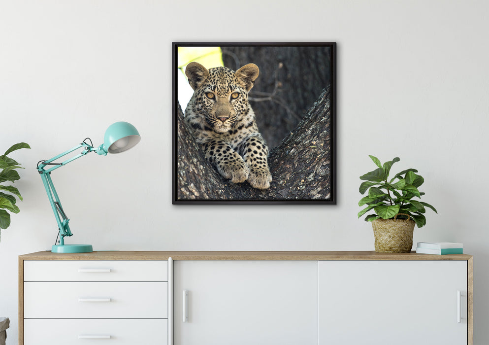 Leopardenbaby auf Leinwandbild gerahmt Quadratisch verschiedene Größen im Wohnzimmer