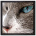 Katze mit blauen Augen auf Leinwandbild Quadratisch gerahmt Größe 40x40